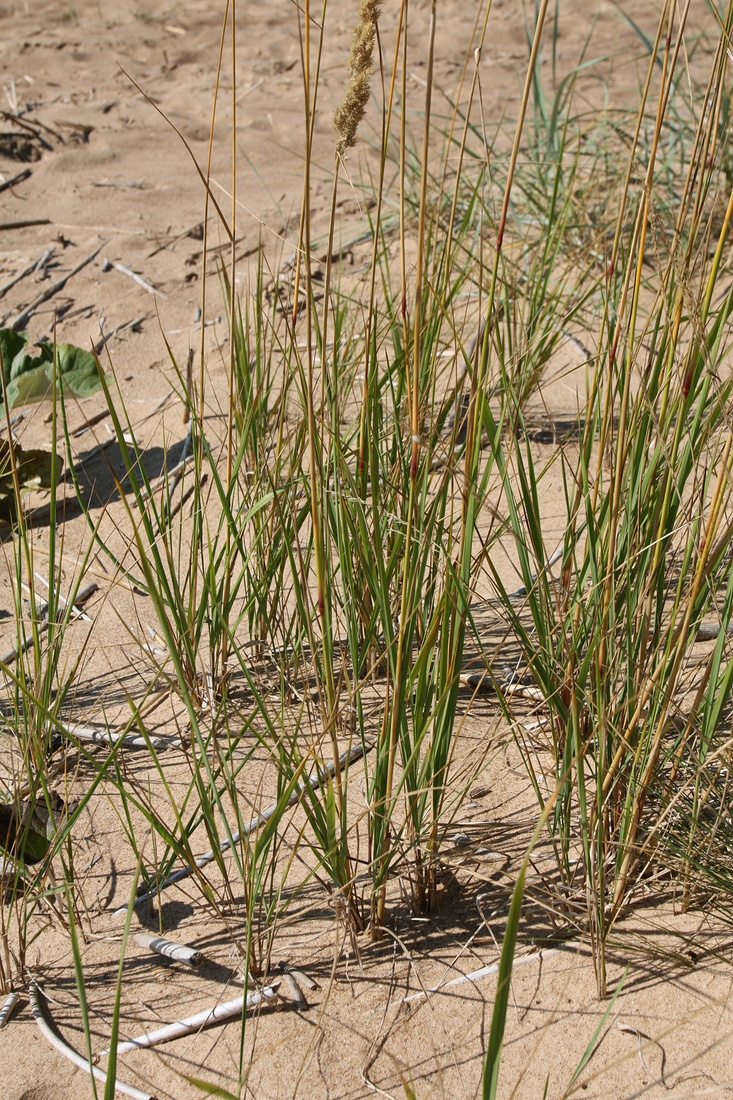 Image of Calamagrostis meinshausenii specimen.