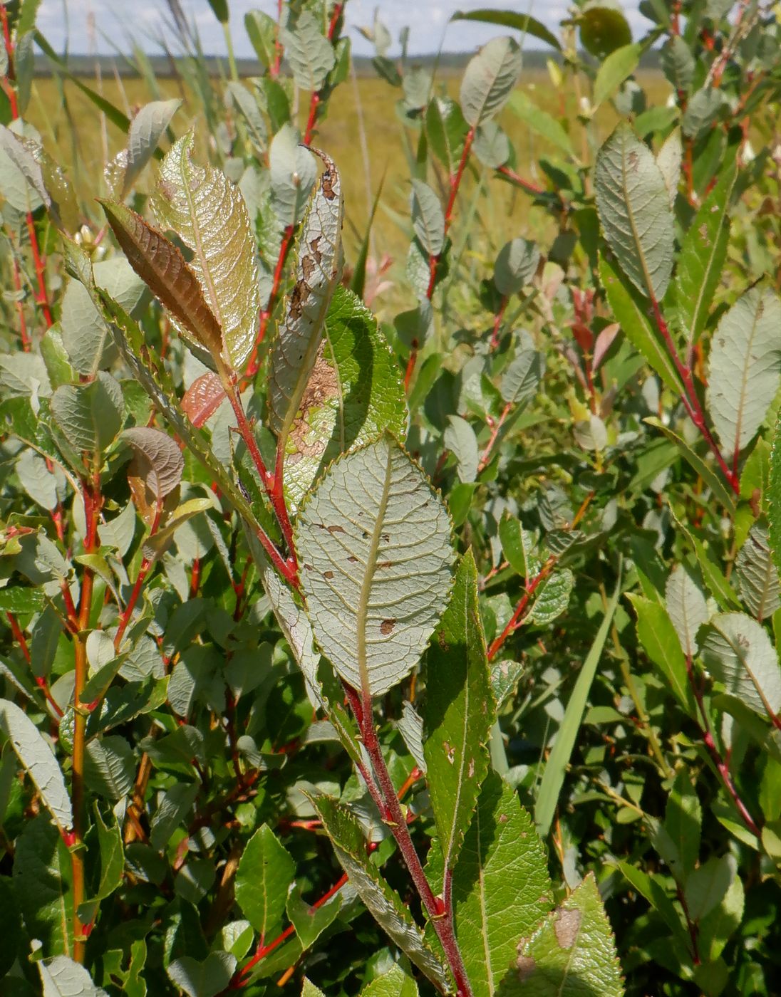 Image of Salix phylicifolia specimen.