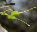 Grevillea olivacea