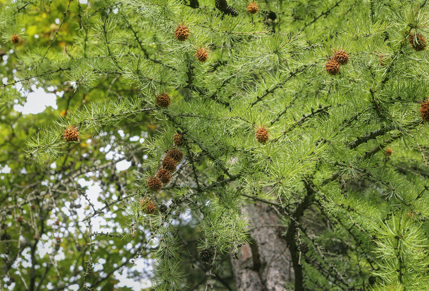 Изображение особи Larix occidentalis.