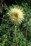 Alfredia acantholepis