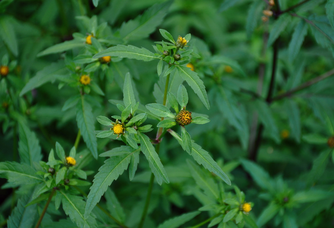 Image of Bidens tripartita specimen.