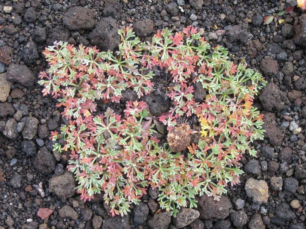 Image of Artemisia borealis specimen.