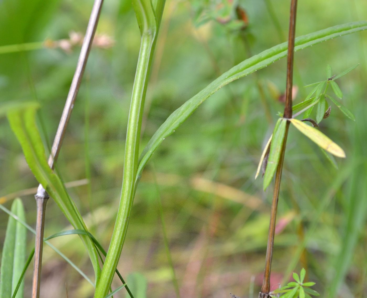 Image of Campanula persicifolia specimen.