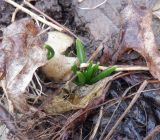 Ornithogalum umbellatum. Вегетирующее растение. Тверская обл., г. Тверь, Заволжский р-н, пос. Киселёво, берег р. Тверца, свалка садового мусора. 8 ноября 2020 г.