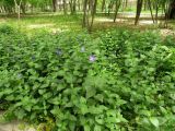 Vinca major. Цветущие растения на освещённом участке. Таджикистан, Душанбе, Ботанический сад. 18.04.2017.