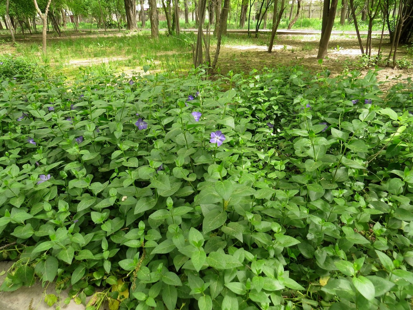 Image of Vinca major specimen.