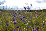 Delphinium consolida. Верхушка цветущего и плодоносящего растения. Тульская обл., окр. пос. Дубна, заросшее поле дома-интерната. 13.07.2015.