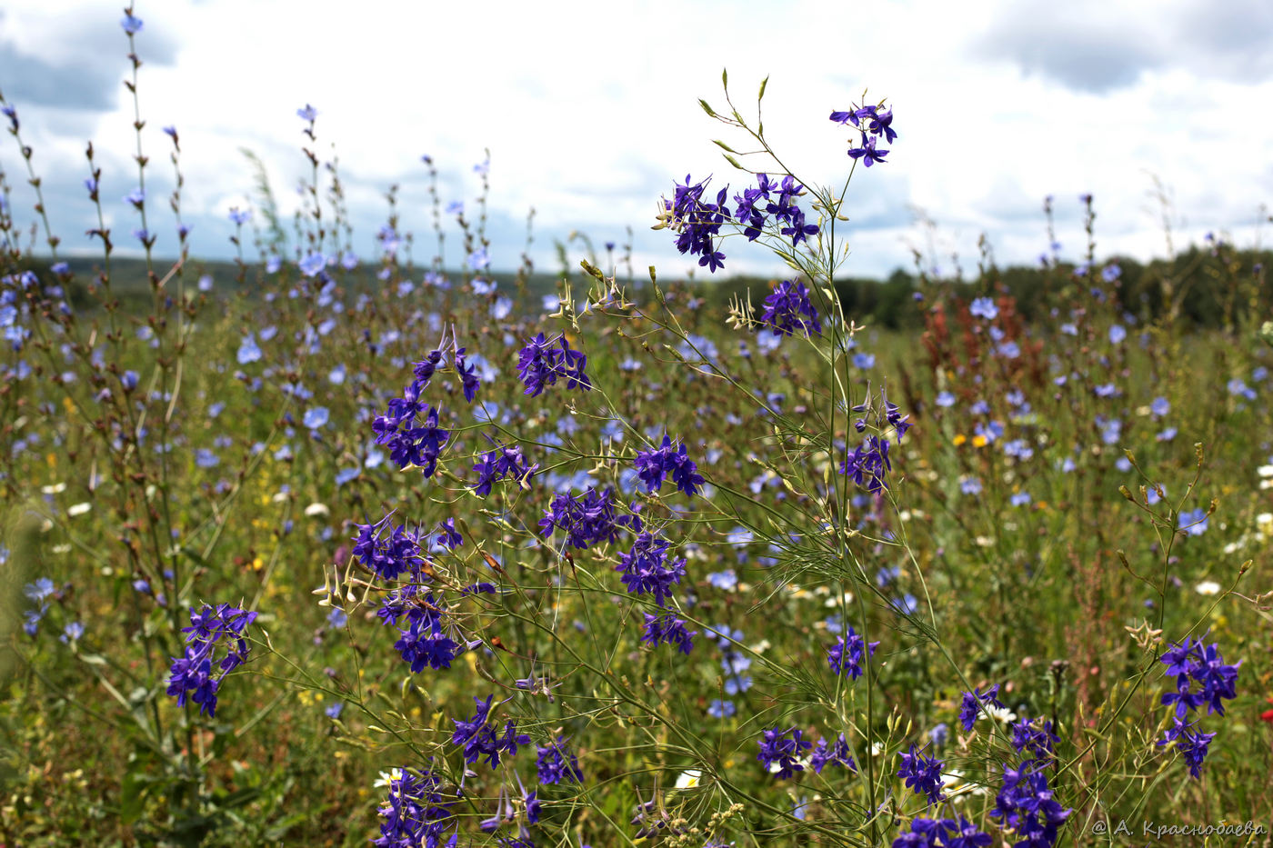 Изображение особи Delphinium consolida.