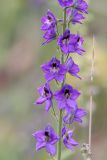 Delphinium confusum