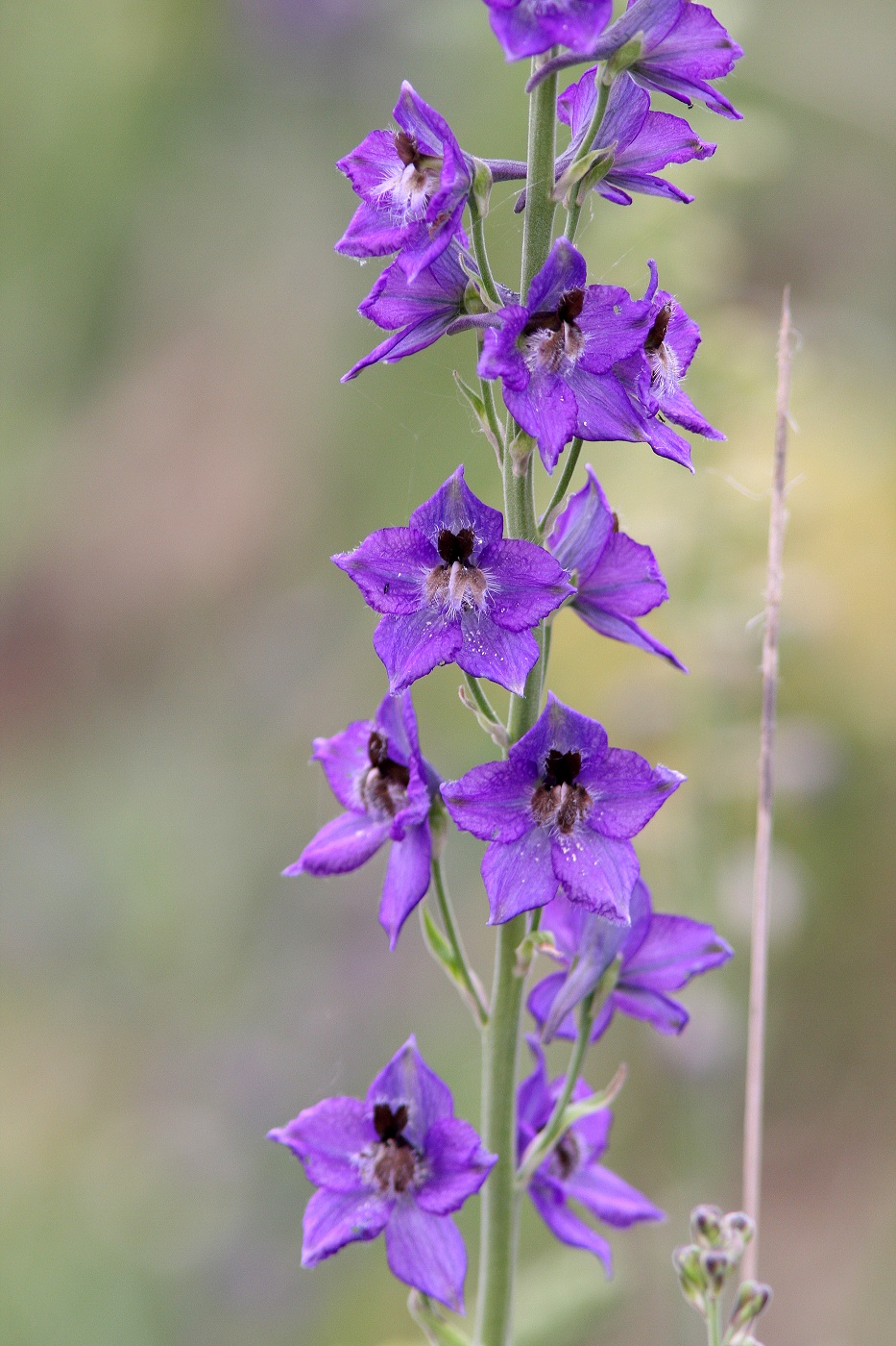 Изображение особи Delphinium confusum.