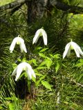 Atragene sibirica. Цветущее растение. Красноярский край, Эвенкийский р-н, государственный природный заповедник \"Тунгусский\", сосновый лес. 15.06.2012.