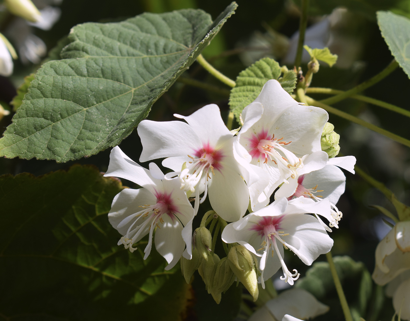 Image of Dombeya tiliacea specimen.