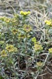 Alyssum lenense