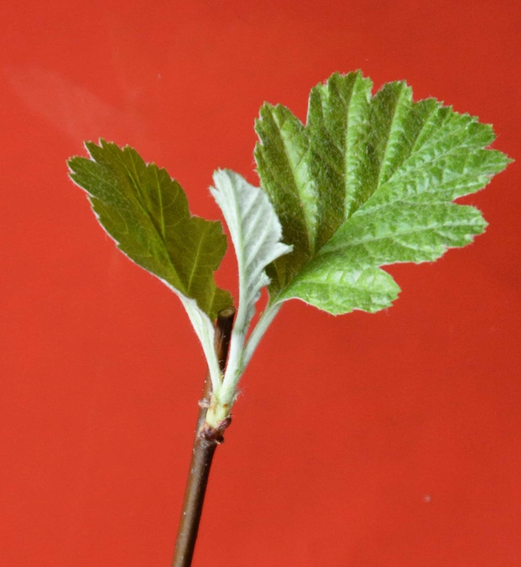 Изображение особи Sorbus persica.