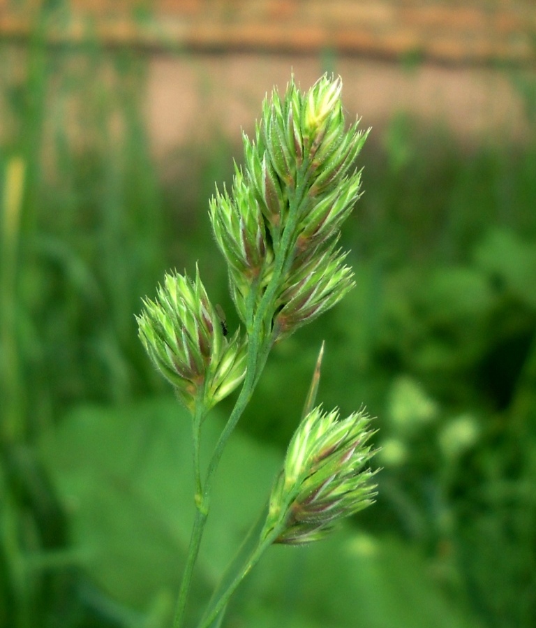 Ежа злак. Dactylis glomerata. Dactylis glomerata растение. Трава ежа сборная. Ежа Полевая.