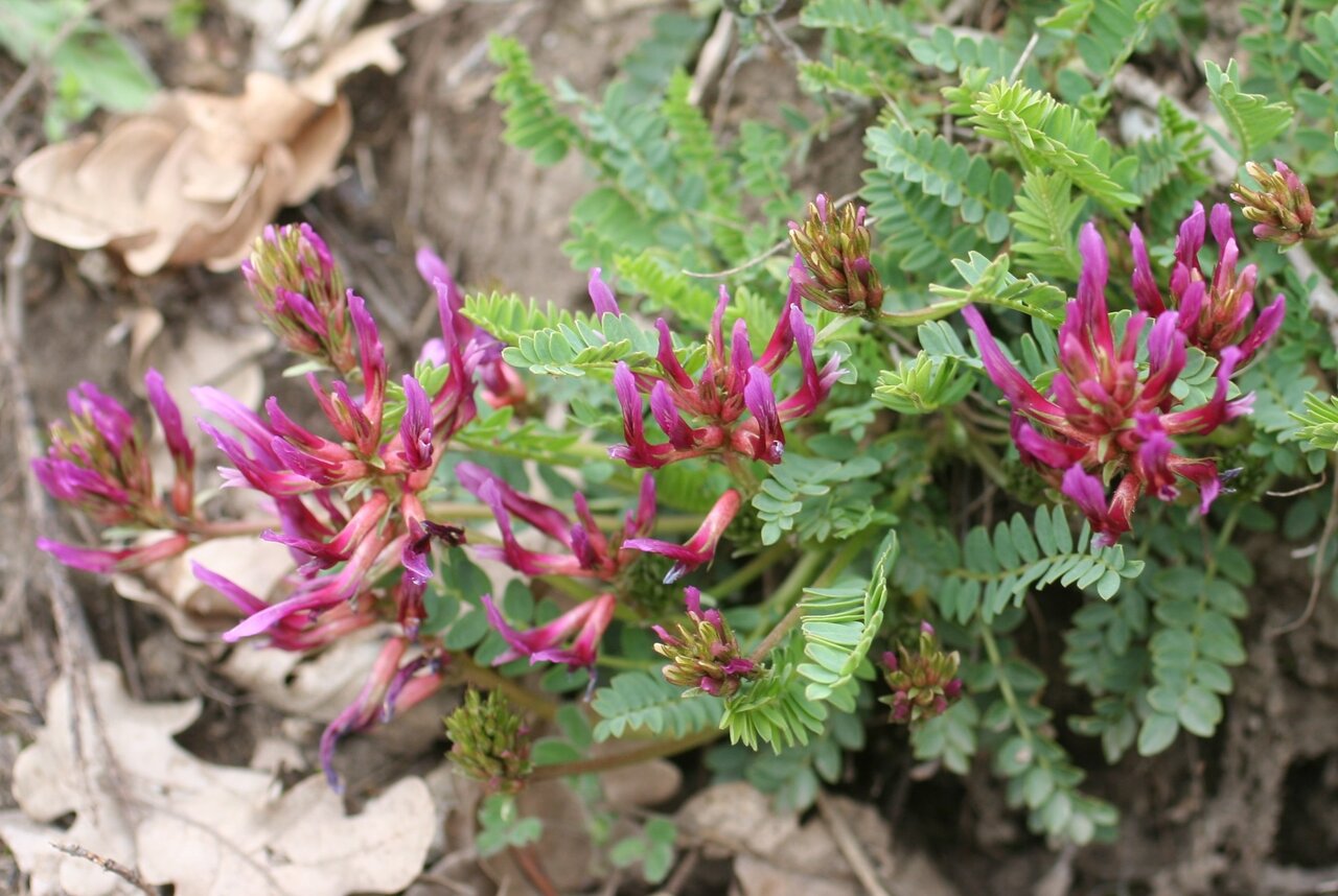 Изображение особи Astragalus monspessulanus.