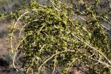 Haloxylon persicum. Ветви цветущего растения. Казахстан, Туркестанская обл., Сузакский р-н, Западная Бетпак-Дала, окр. пос. Кыземшек (бывш. Степной), равнинная полынно-боялычная пустыня, на песчаной почве. 28 апреля 2021 г.