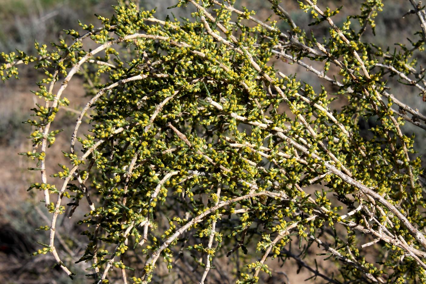 Image of Haloxylon persicum specimen.