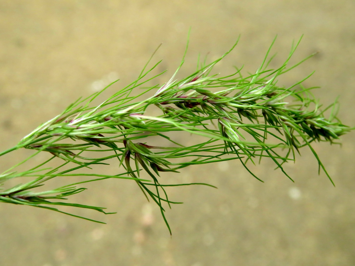 Изображение особи Poa bulbosa ssp. vivipara.