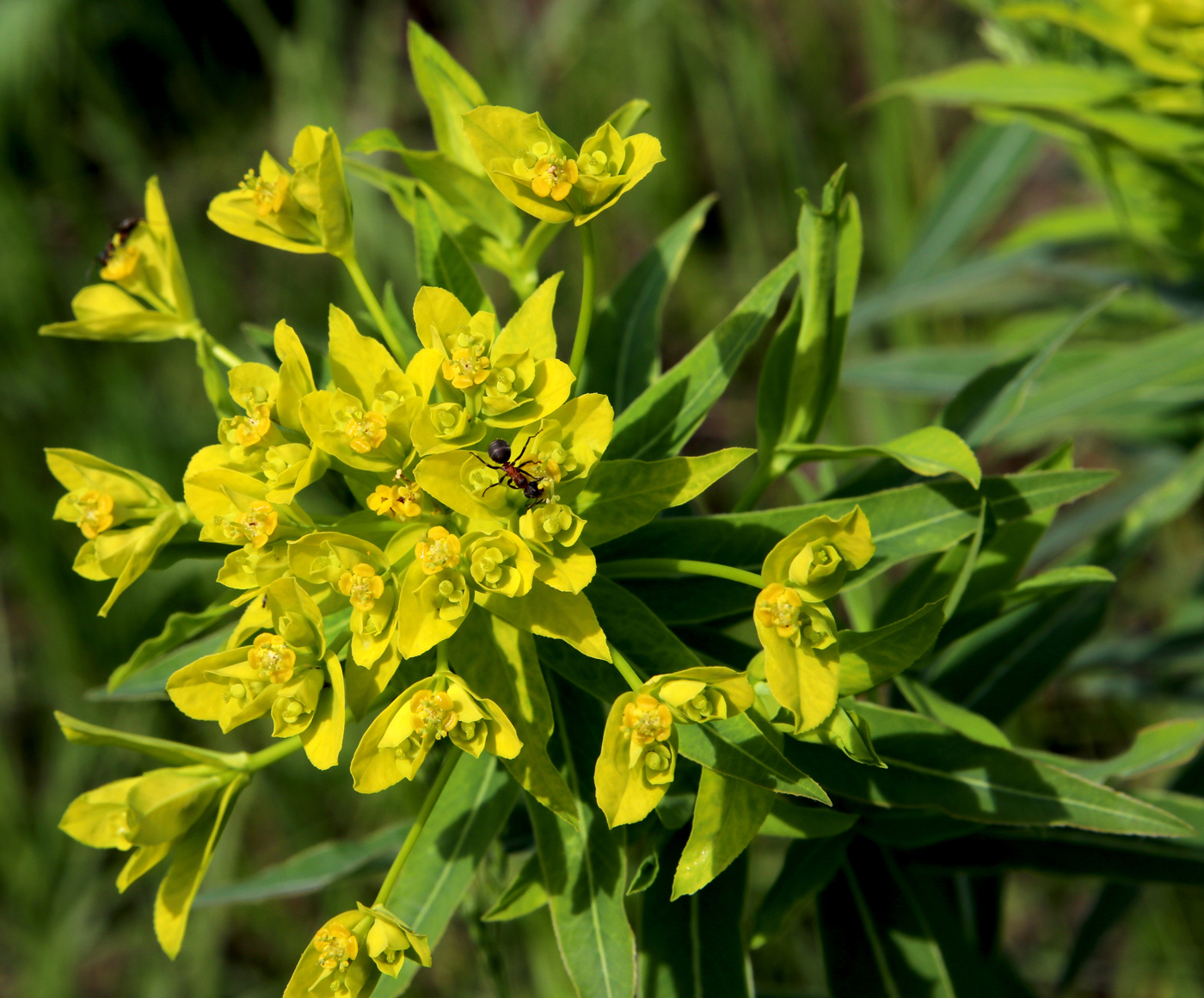 Изображение особи Euphorbia semivillosa.