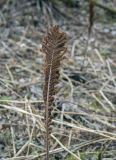 Matteuccia struthiopteris
