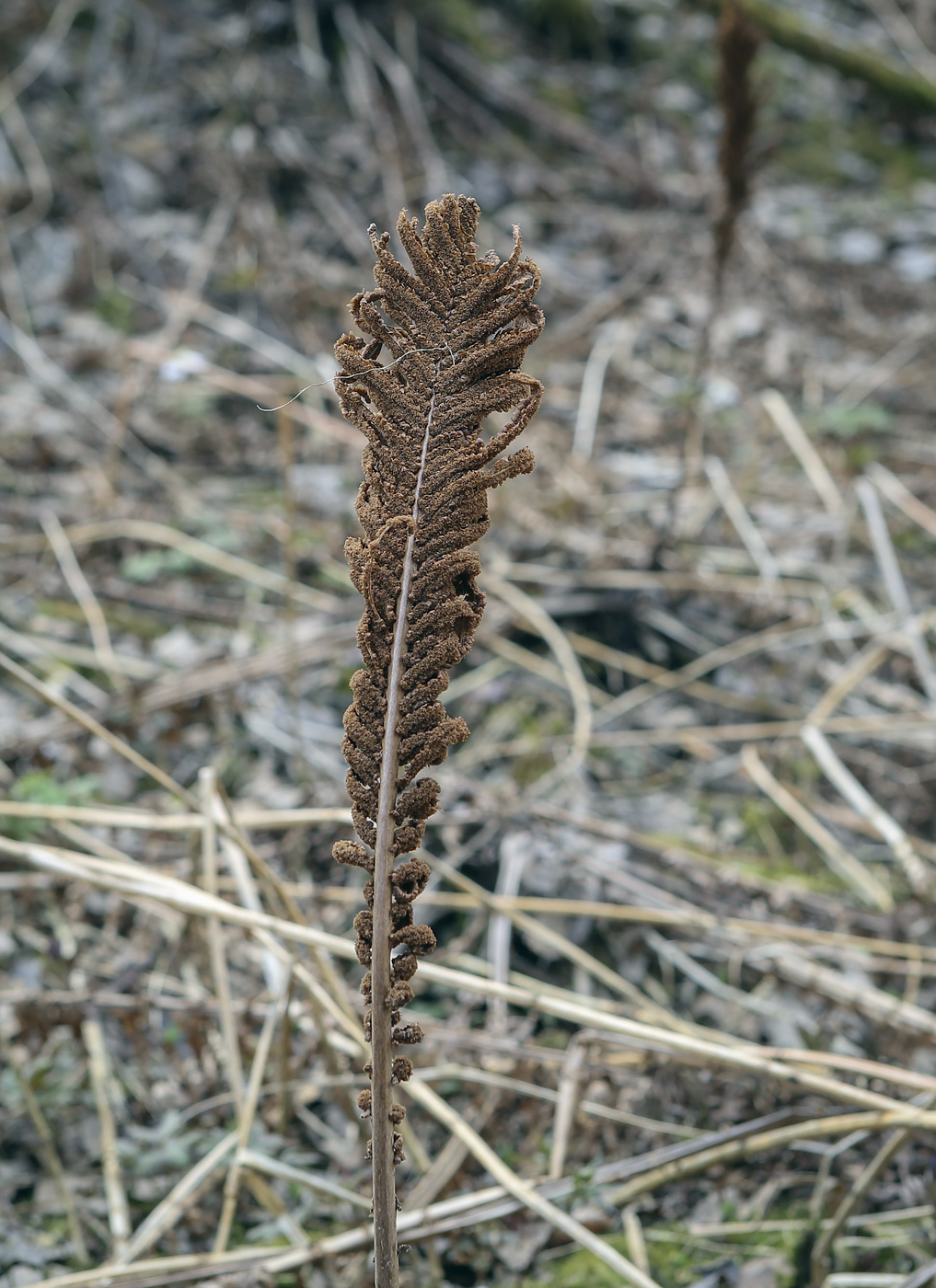 Image of Matteuccia struthiopteris specimen.