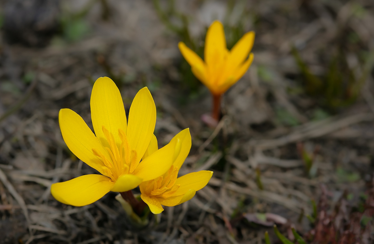 Image of Colchicum luteum specimen.