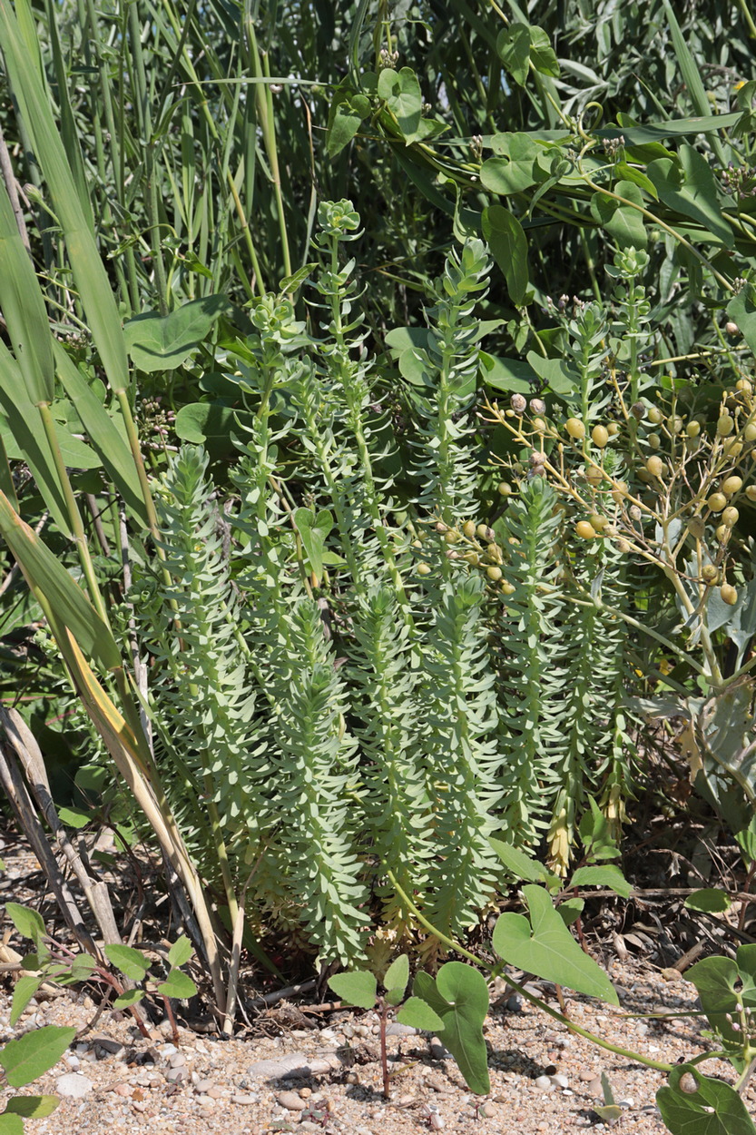 Изображение особи Euphorbia paralias.