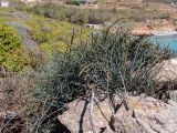Ephedra foeminea. Вегетирующее растение. Греция, Эгейское море, о. Сирос, юго-восточное побережье, пустынный высокий берег, на ограждении, сложенном из незакреплённых камней. 20.04.2021.