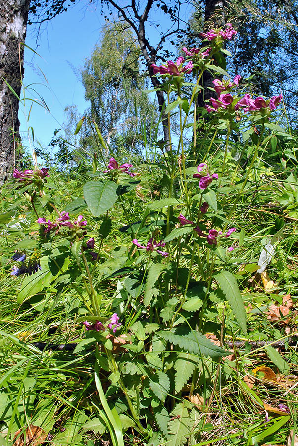 Изображение особи Pedicularis resupinata.