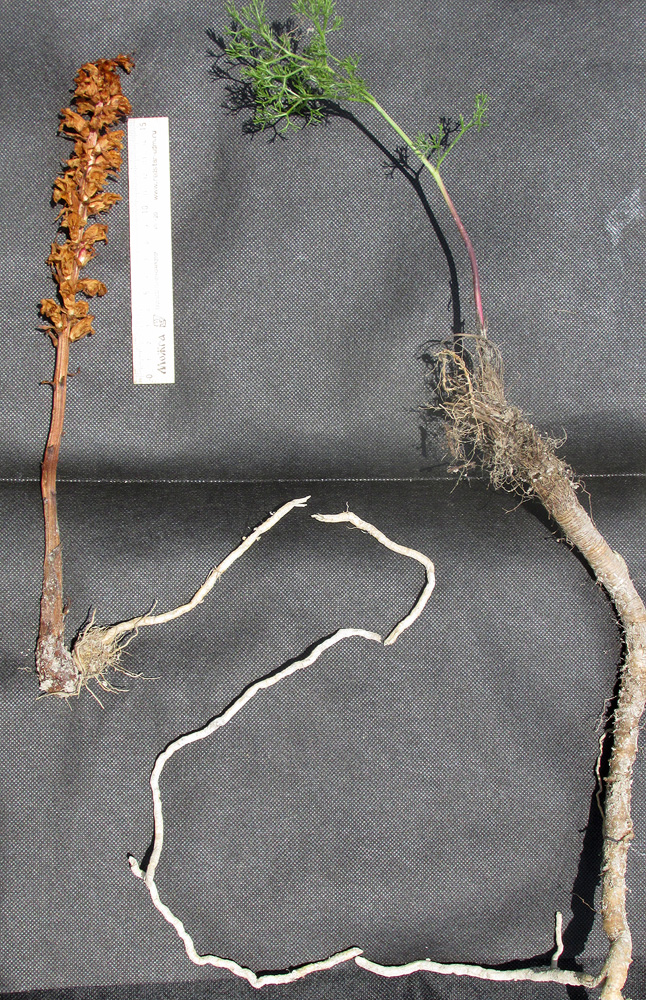 Image of Orobanche kurdica specimen.