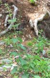 Scrophularia divaricata. Цветущее растение. Северная Осетия, Алагирский р-н, Цейское ущелье, смешанный лес, у дороги. 30 июня 2021 г.