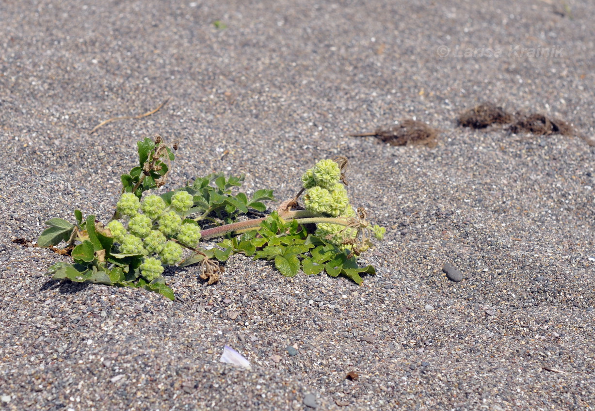 Image of Glehnia litoralis specimen.