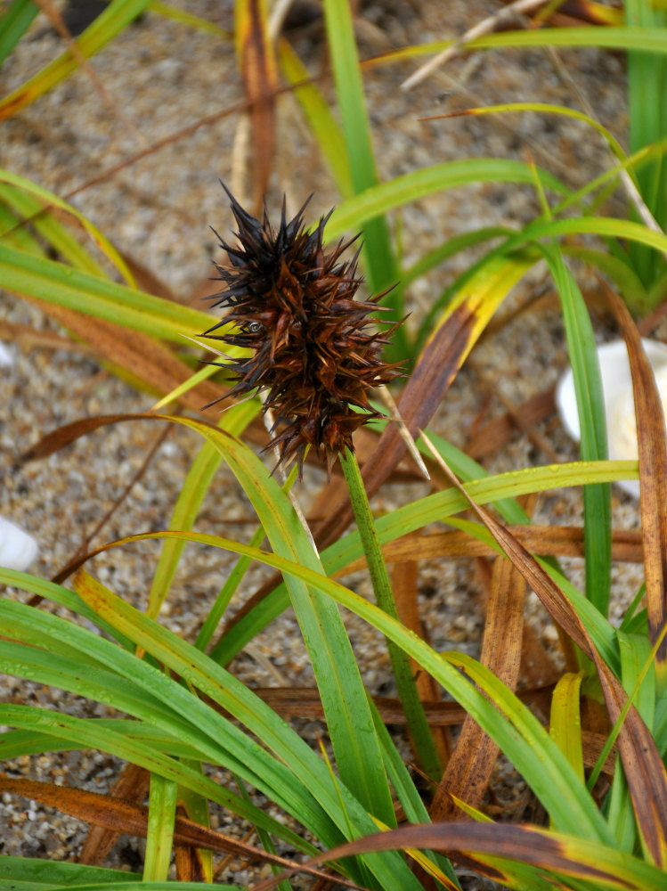 Image of Carex macrocephala specimen.