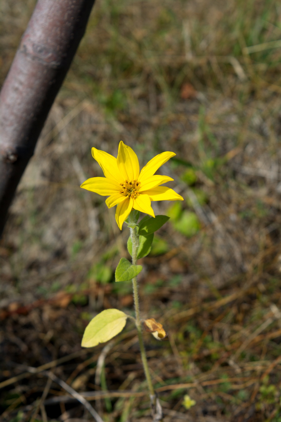 Image of Helianthus annuus specimen.