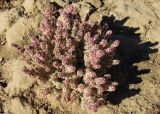 Halogeton glomeratus