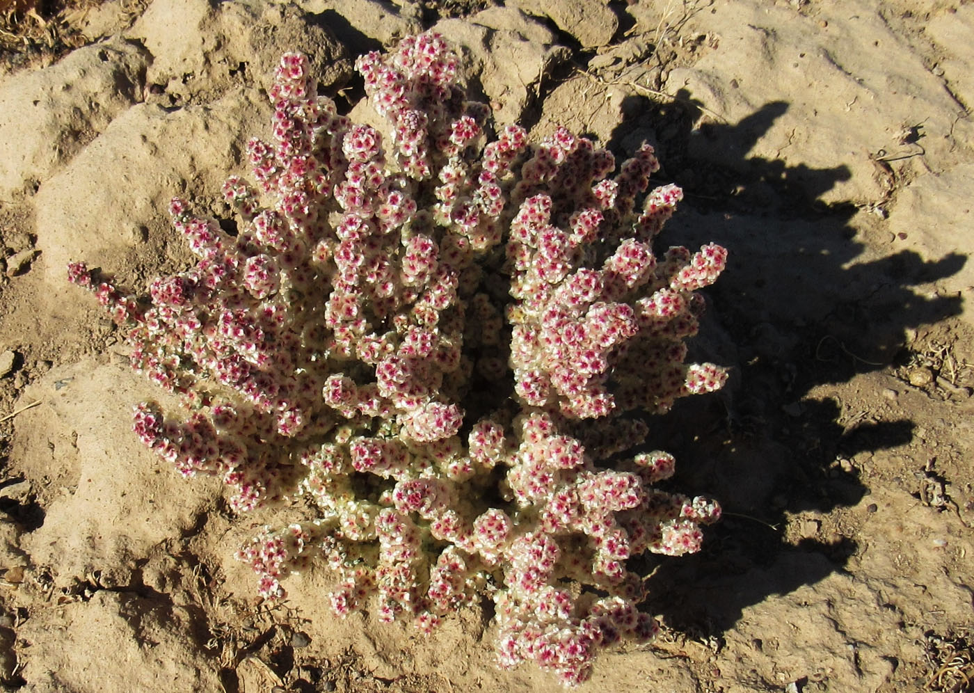 Image of Halogeton glomeratus specimen.