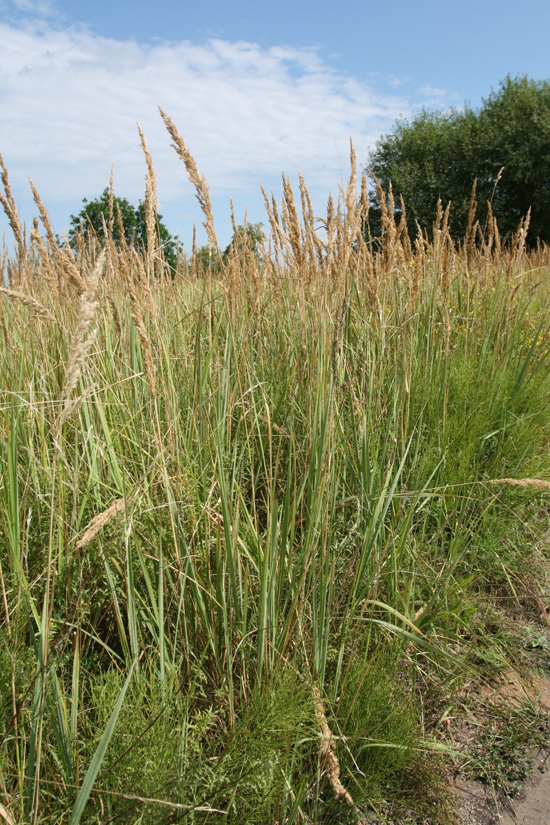 Изображение особи Calamagrostis epigeios.