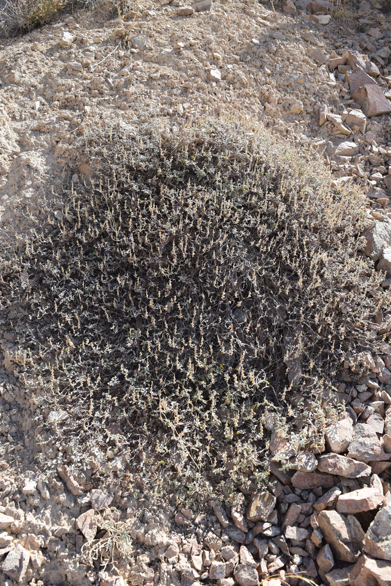 Image of Scutellaria adenostegia specimen.