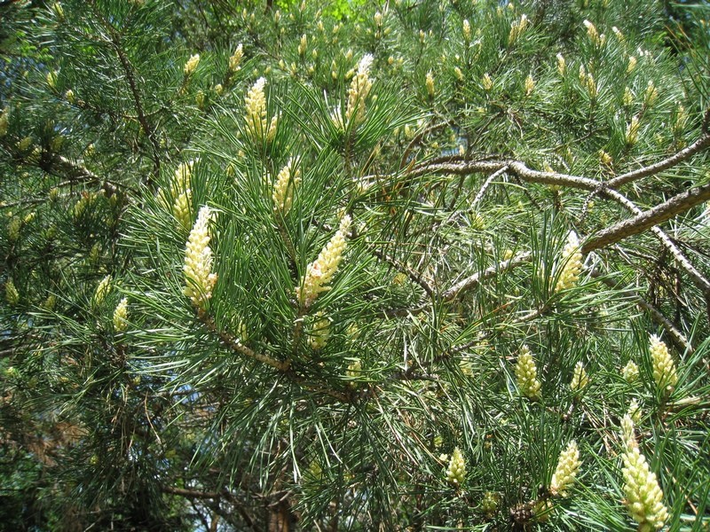 Image of Pinus sylvestris specimen.