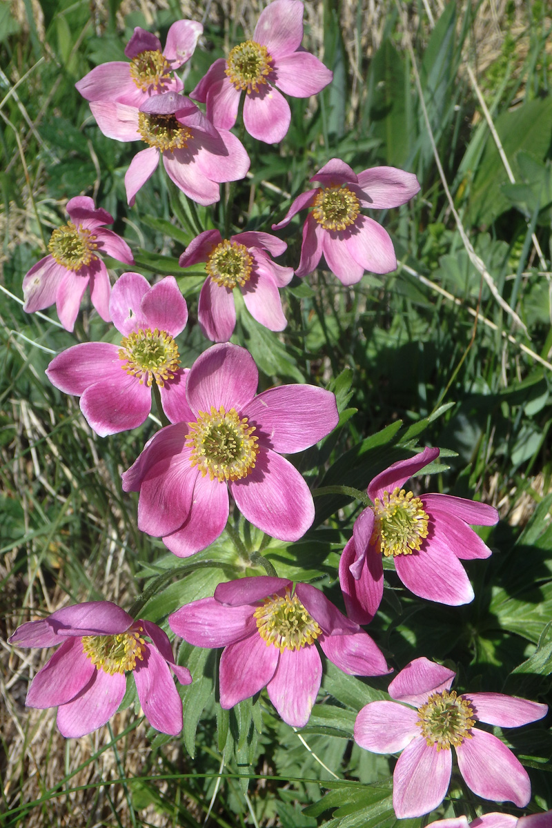 Image of Anemonastrum fasciculatum specimen.