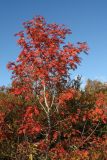 Sorbus aucuparia подвид glabrata. Плодоносящие растения с листвой в осенней окраске. Мурманск, Горелая сопка, склон зап. экспозиции, ложбина в неглубоком разломе, ерниково-кустарничковая берёзовая лесотундра. 18.09.2021.