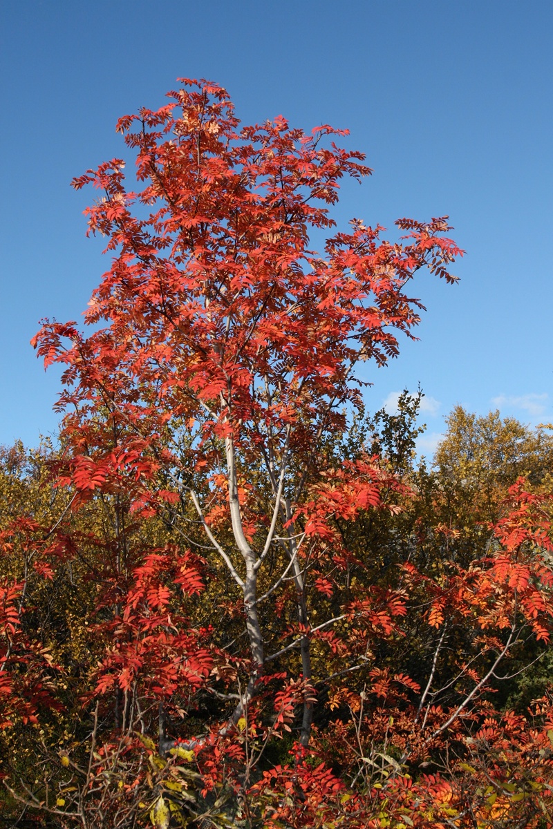 Image of Sorbus aucuparia ssp. glabrata specimen.
