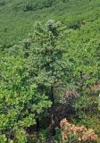 Pinus koraiensis. Взрослое дерево среди Quercus mongolica. Приморье, окр. г. Находка, гора Памятник, скальный массив Замок, смешанный лес, у подножия скал. 29.07.2021.