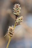 Carex adelostoma. Верхушка побега с соплодиями. Мурманская обл., Кольский р-н, долина р. Юринга ниже моста по дороге на Рыбачий п-ов, каменная россыпь в русле реки. 23.09.2021.