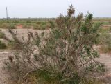 Halostachys belangeriana. Растение на солончаке в долине реки Алиджанчай. Азербайджан, Евлахский р-н. 18.04.2010.