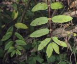 genus Lonicera