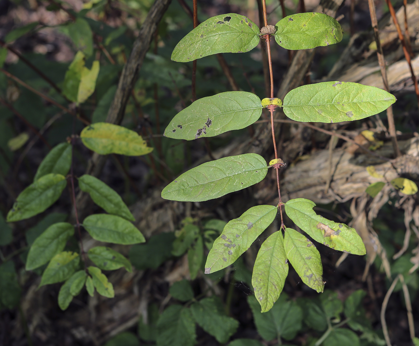 Image of genus Lonicera specimen.