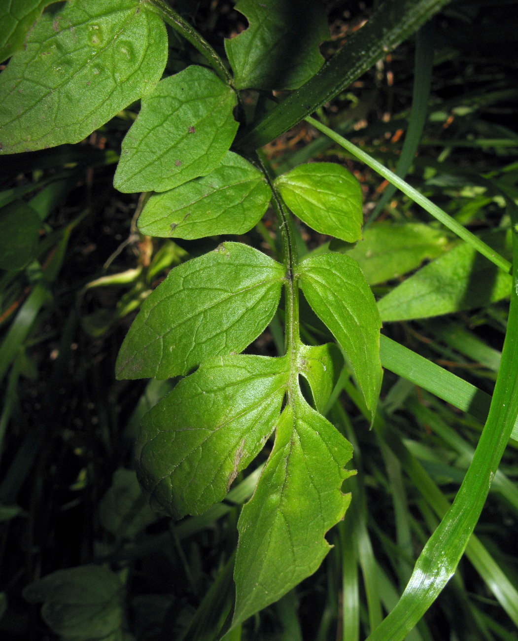 Image of Valeriana altaica specimen.